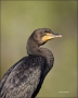 Florida;Southeast-USA;Double-crested-Cormorant;Double-crested-Cormorant;Phalacro